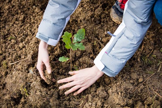 J.I de l’Abininisme : au Nord-Kivu les Albinos appelés à planter les arbres pour leur santé