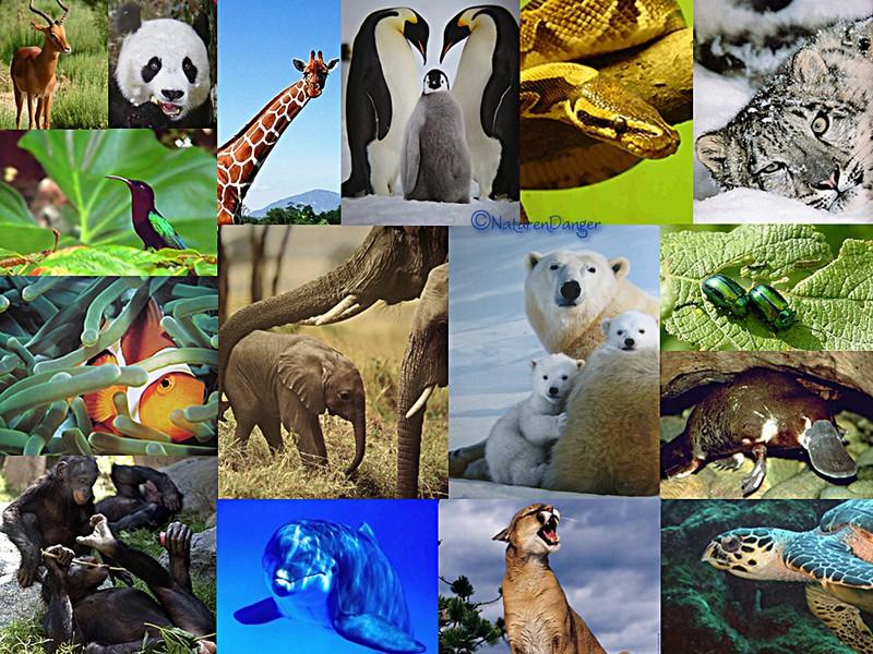 Environnement : Journée mondiale des espèces menacées, une culture écologique s’avère nécessaire pour la protection des celles-ci, (Experts)
