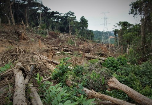 Environnement : « L’exploitation des ressources a conduit à ce que nous connaissons aujourd’hui », CT Aimé Butotima
