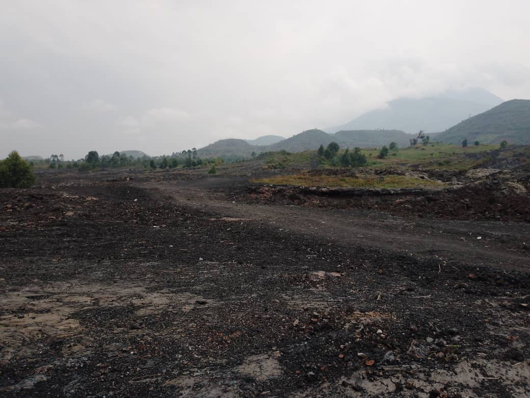 Nord-Kivu : Le parc national des Virunga menacé par les déplacés de guerre
