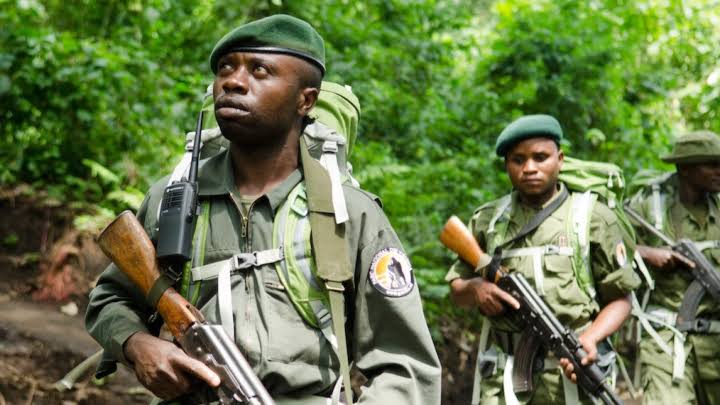 ‎RDC : Le Parc national des Virunga rend hommage à ses vaillants rangers‎