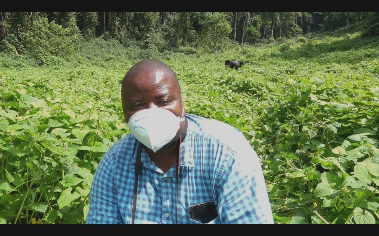 Journée mondiale du gorille : Entre espoir de renaissance et défis sécuritaires dans le massif des Virunga ( recit de Tuver Wundi, Environnementaliste)